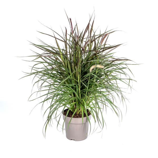 Lampenpoetsersgras - Pennisetum advena 'Chelsea' - Ø27cm - ↕80cm