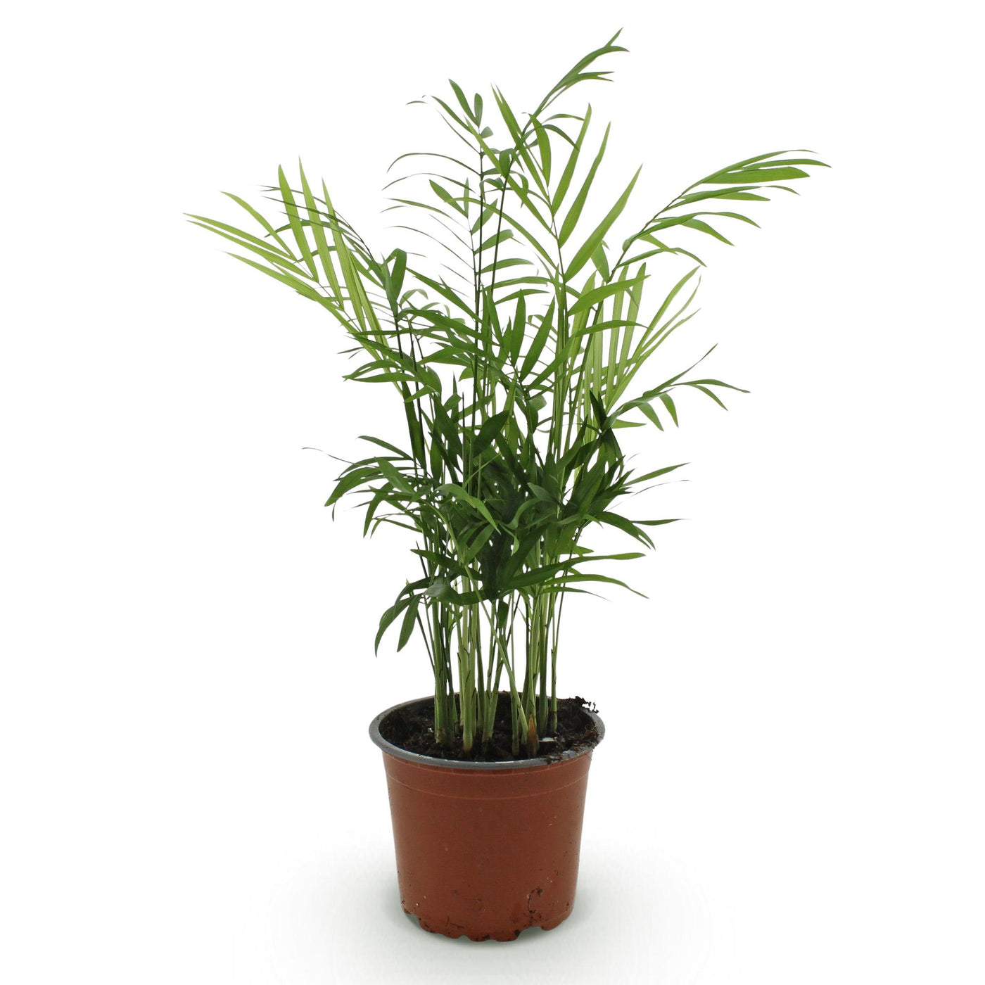 Bergpalm - Chamaedorea elegans - Ø12cm - ↕15cm