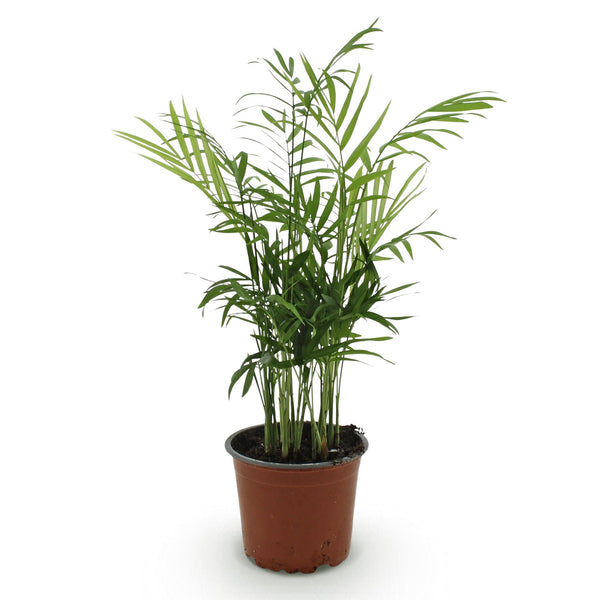 Bergpalm - Chamaedorea elegans - Ø12cm - ↕15cm