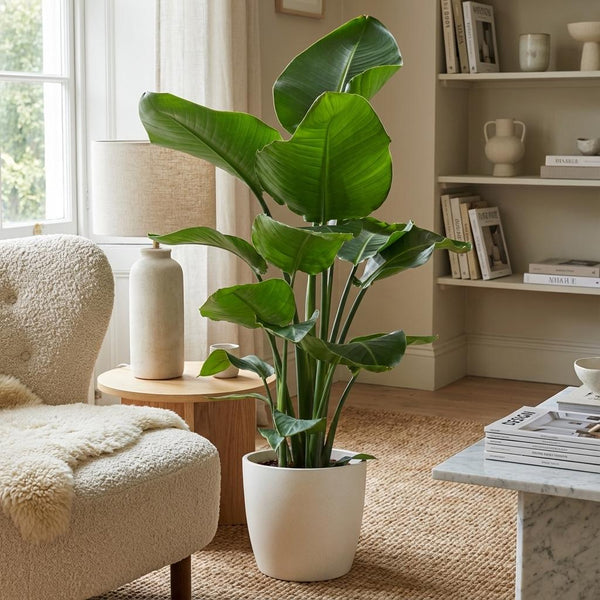 Witte paradijsvogelplant - Strelitzia nicolai - incl. Pot - Wit - Ø21cm - ↕80cm