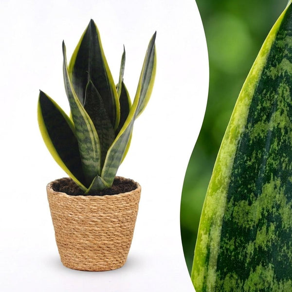 Vrouwentong - Sansevieria cylindrica 'Twist' - incl. mand - Ø12cm - ↕35cm