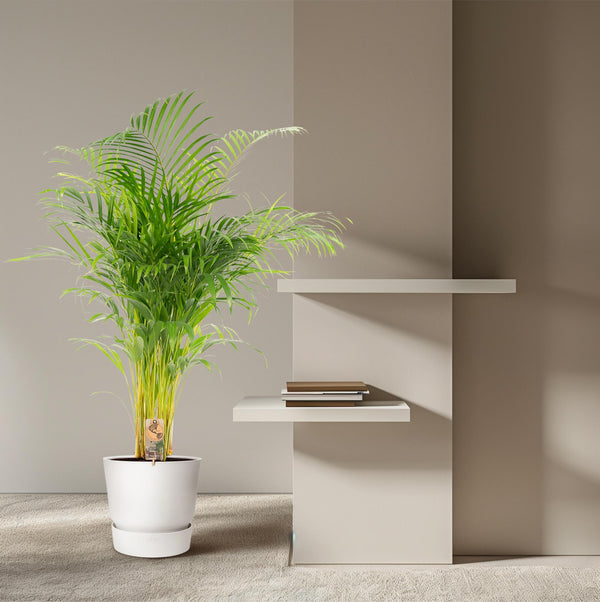 Arecapalm - Areca palm - Ø21cm - ↕130cm