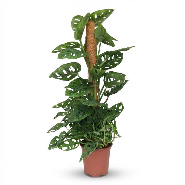 Gatenplant - Monstera adansonii Mosstok - Ø19cm - ↕90cm