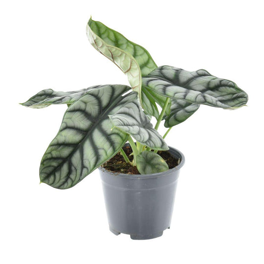 Olifantsoor - Alocasia Nebula Silver Compacta - Ø14cm - ↕30cm