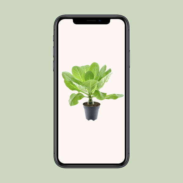 Brighamia Insignis - Ø12cm - ↕37cm