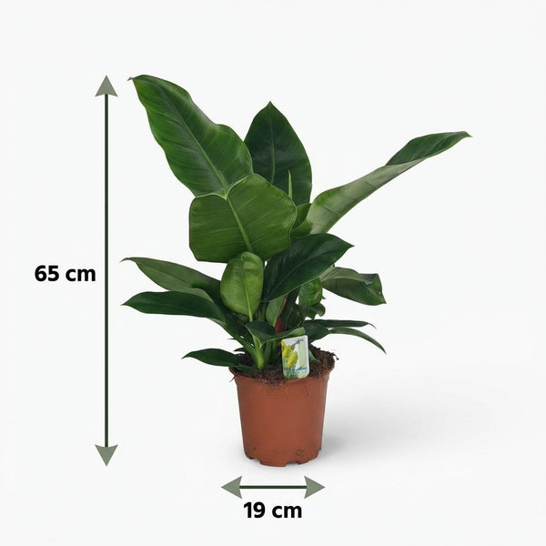 Philodendron Imperial Green - Ø19cm - ↕65cm