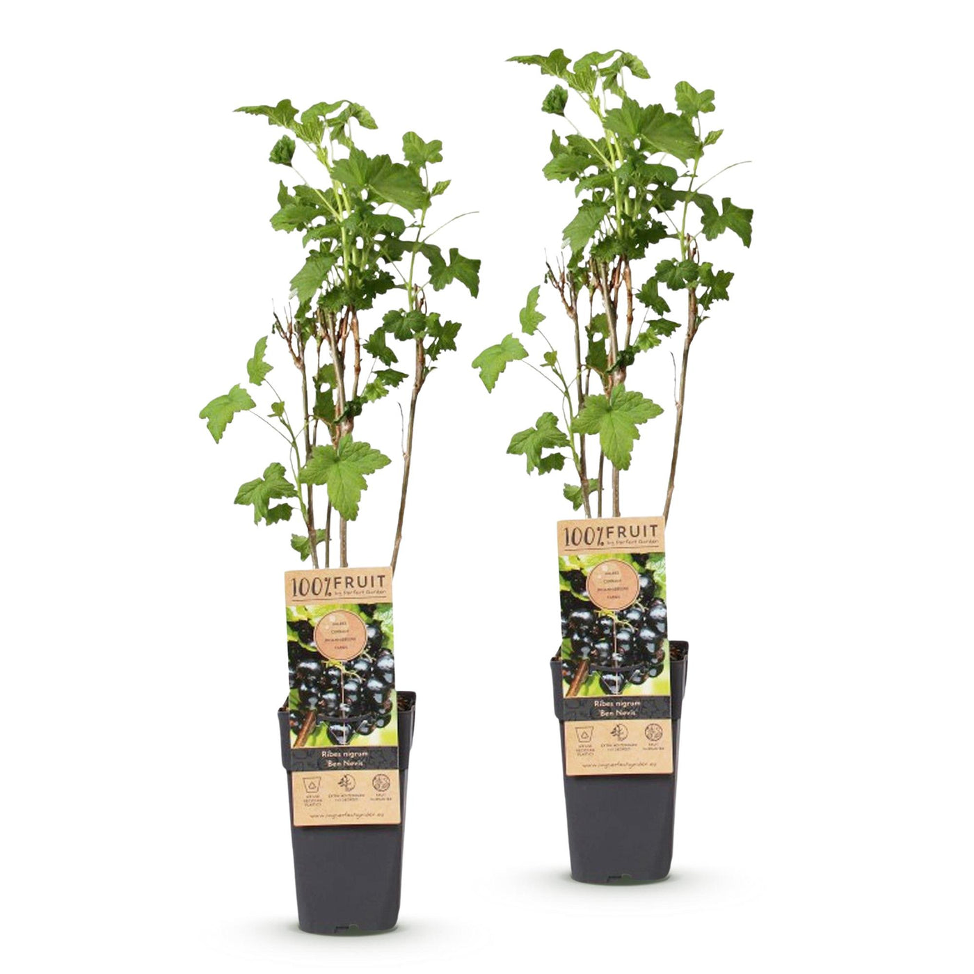 Bessenplant - Ribes nigrum Ben Nevis - Ø15cm - ↕50cm