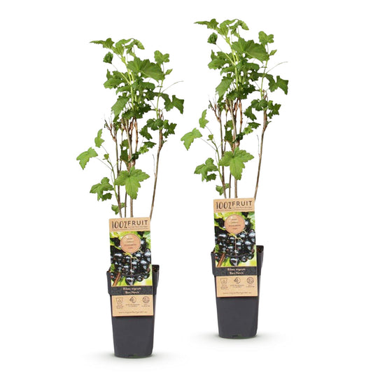 Bessenplant - Ribes nigrum Ben Nevis - Ø15cm - ↕50cm