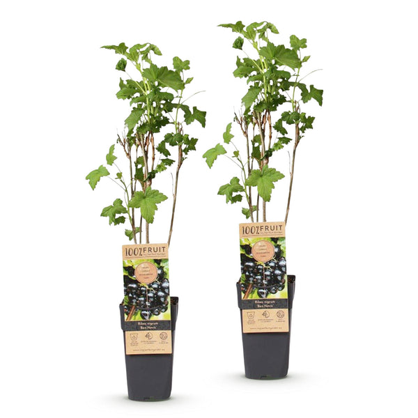 Bessenplant - Ribes nigrum Ben Nevis - Ø15cm - ↕50cm