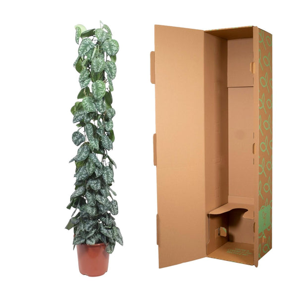 Satijnpothos - Scindapsus pictus 'Trebie' gaasrek - Ø27cm - ↕160cm