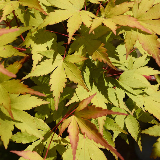 Japanse Esdoorn - Acer palmatum Summergold - Geel - Ø19cm - ↕70cm