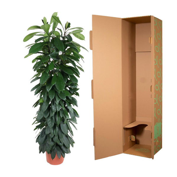 Vijgenboom - Ficus cyathistipula zuil - Ø29cm - ↕150cm