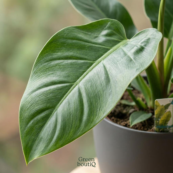 Philodendron Imperial Green - Ø19cm - ↕65cm