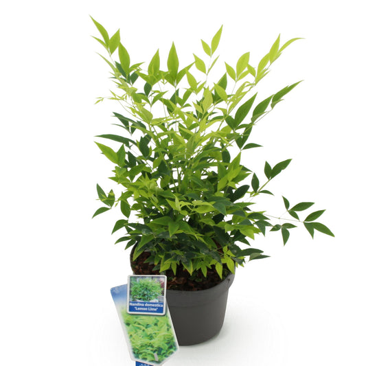 Hemelse bamboe - Nandina domestica 'Lemon & Lime' - Ø17cm - ↕45cm