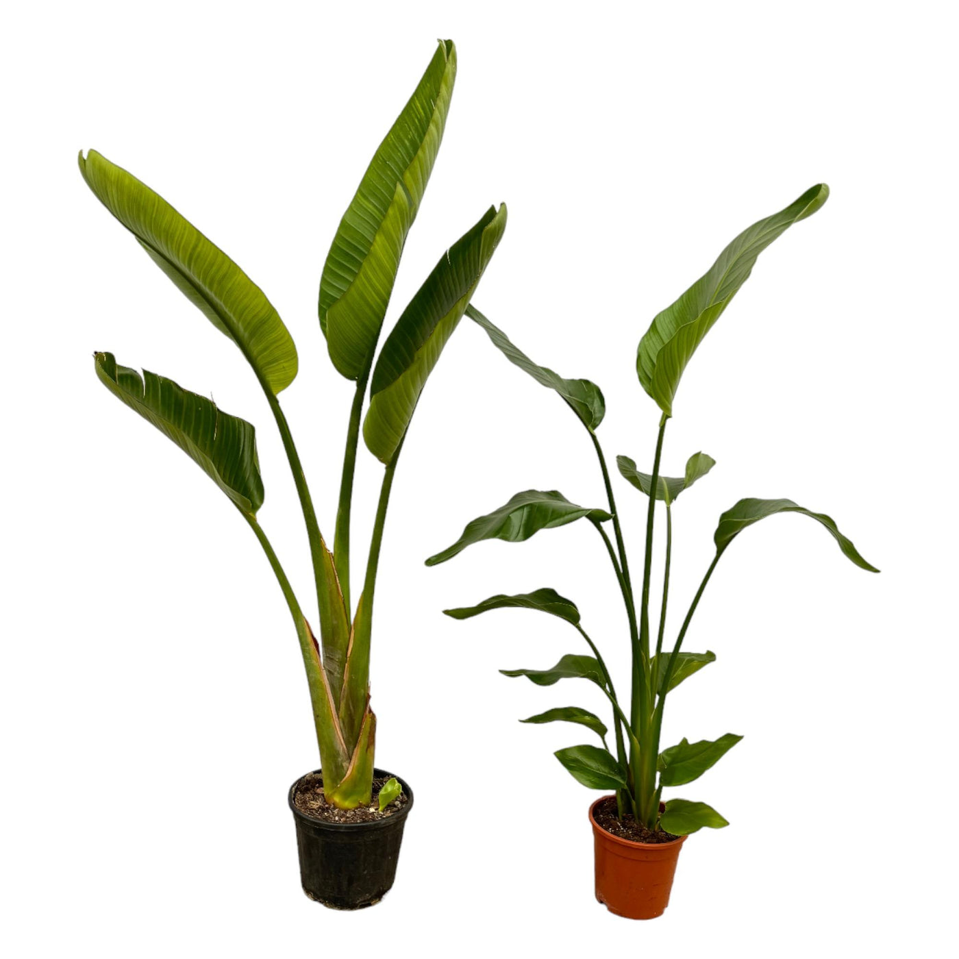 Witte paradijsvogelplant - Strelitzia augusta - ↕100cm