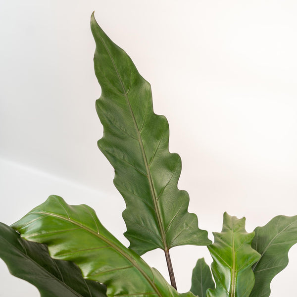 Olifantsoor - Alocasia Lauterbachiana - incl. Mand Selin - Ø19cm - ↕80cm
