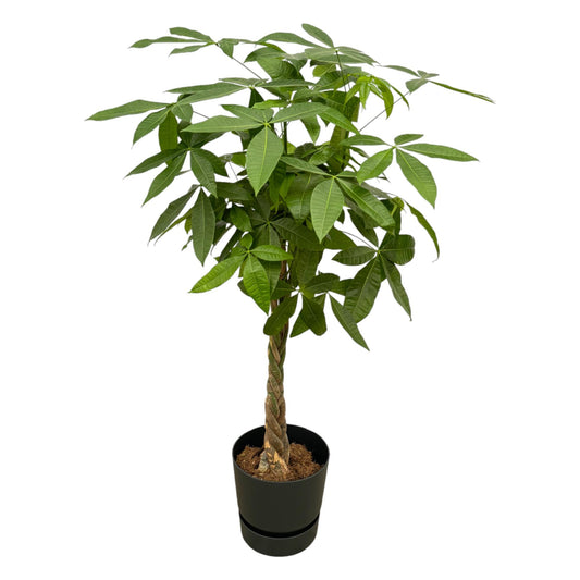 Geldboom - Pachira aquatica - incl. Elho Greenville Round zwart - Ø30cm - ↕140cm