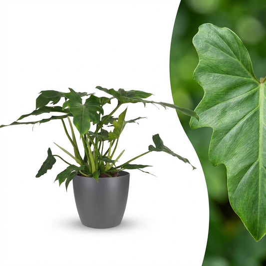 Philodendron Lacerum - Ø19cm - ↕65cm