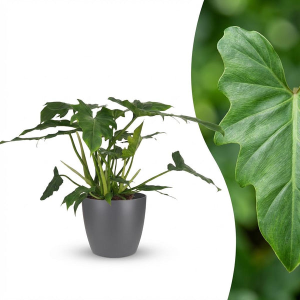Philodendron Lacerum - Ø19cm - ↕65cm