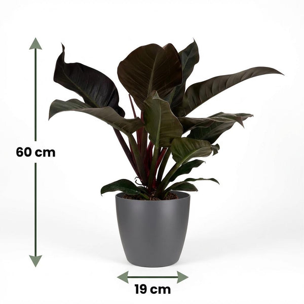 Philodendron Imperial Red - Rood - Ø19cm - ↕60cm