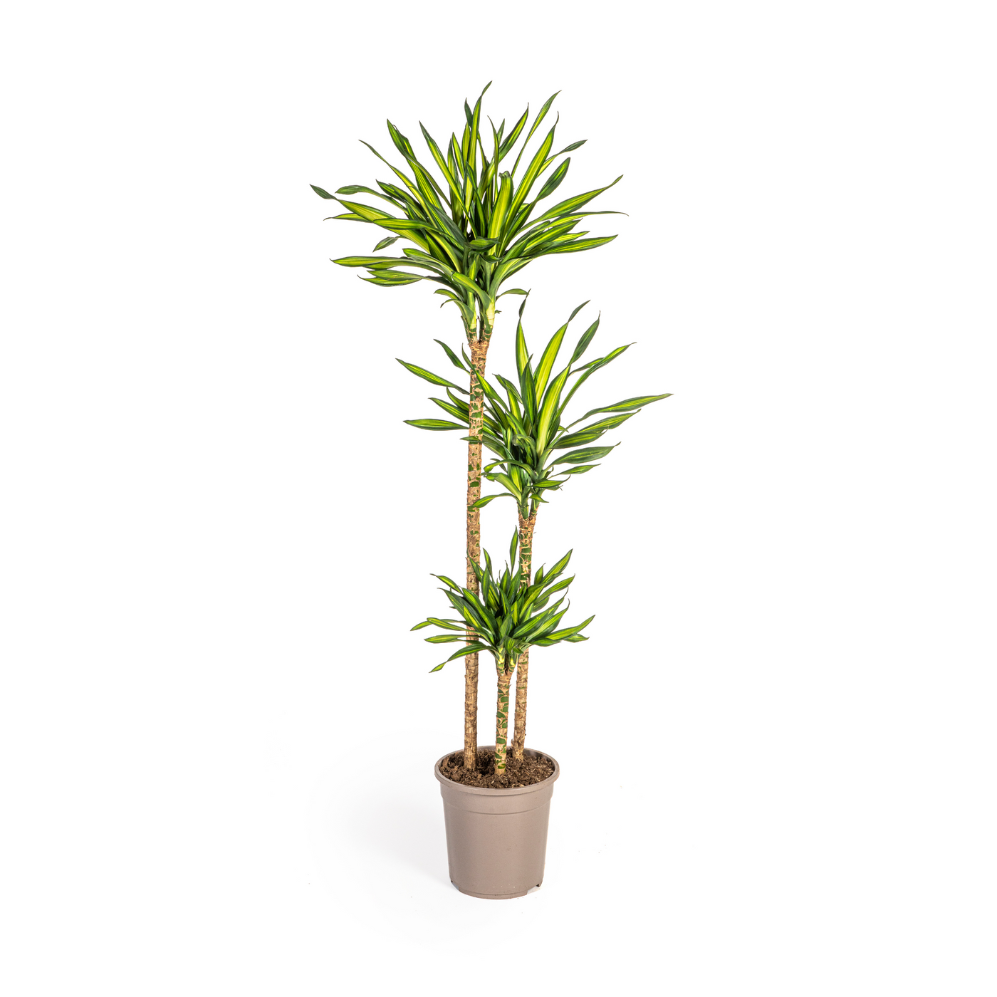 Drakenbloedboom - Dracaena deremensis 'Rikki' - Ø24cm - ↕140cm