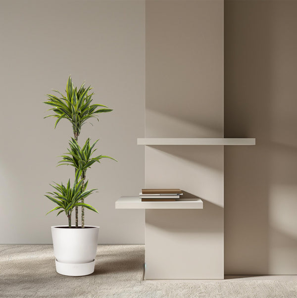 Drakenbloedboom - Dracaena Lemon Lime - Ø27cm - ↕160cm