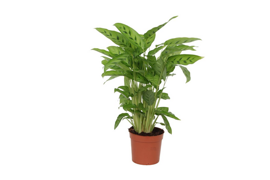 Calathea Leopardina - Ø12cm - ↕35cm