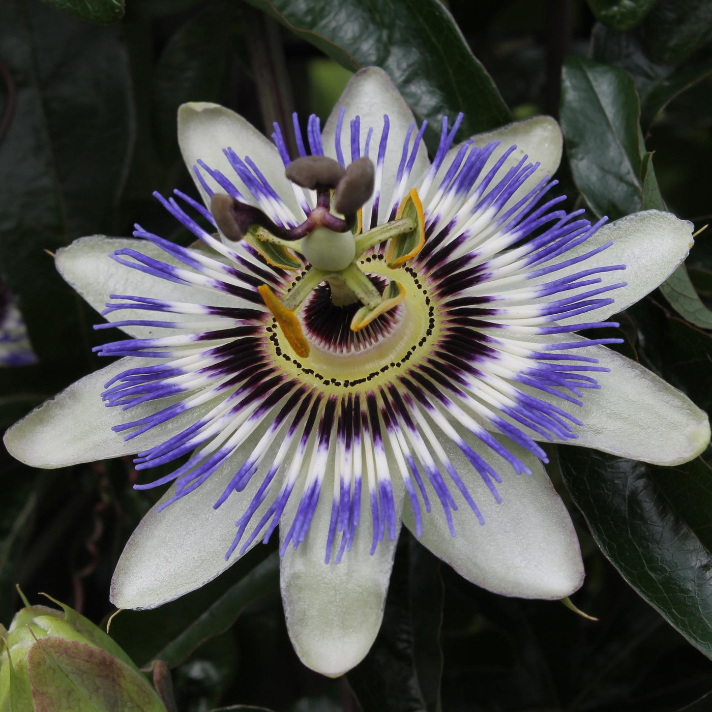 Passiebloem - Passiflora caerulea - blauw - Ø15cm - ↕65cm
