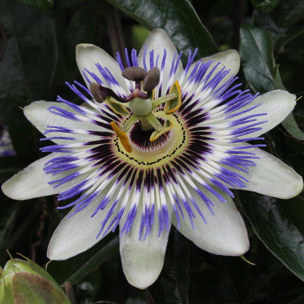 Passiebloem - Passiflora caerulea - blauw - Ø15cm - ↕65cm