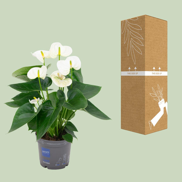 Flamingoplant - Anthurium White - Ø12cm - ↕43cm