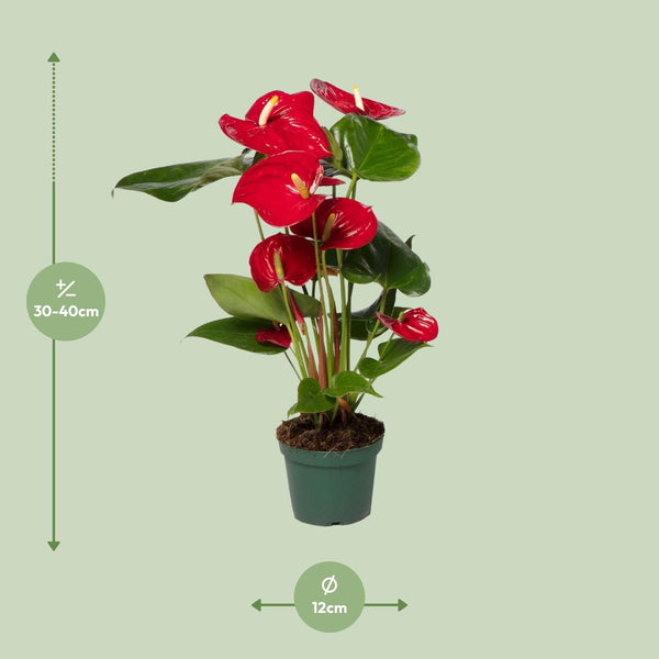 Flamingoplant - Anthurium Red - Ø12cm - ↕40cm