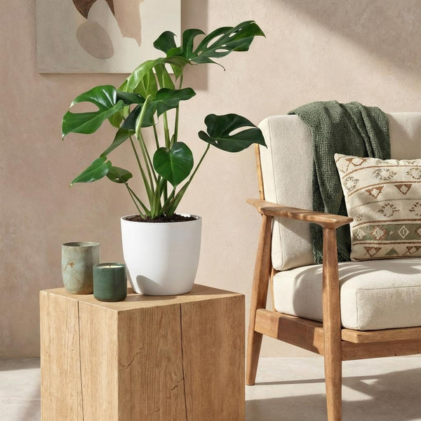 Monstera Deliciosa - Gatenplant - Ø21cm - ↕70-80cm