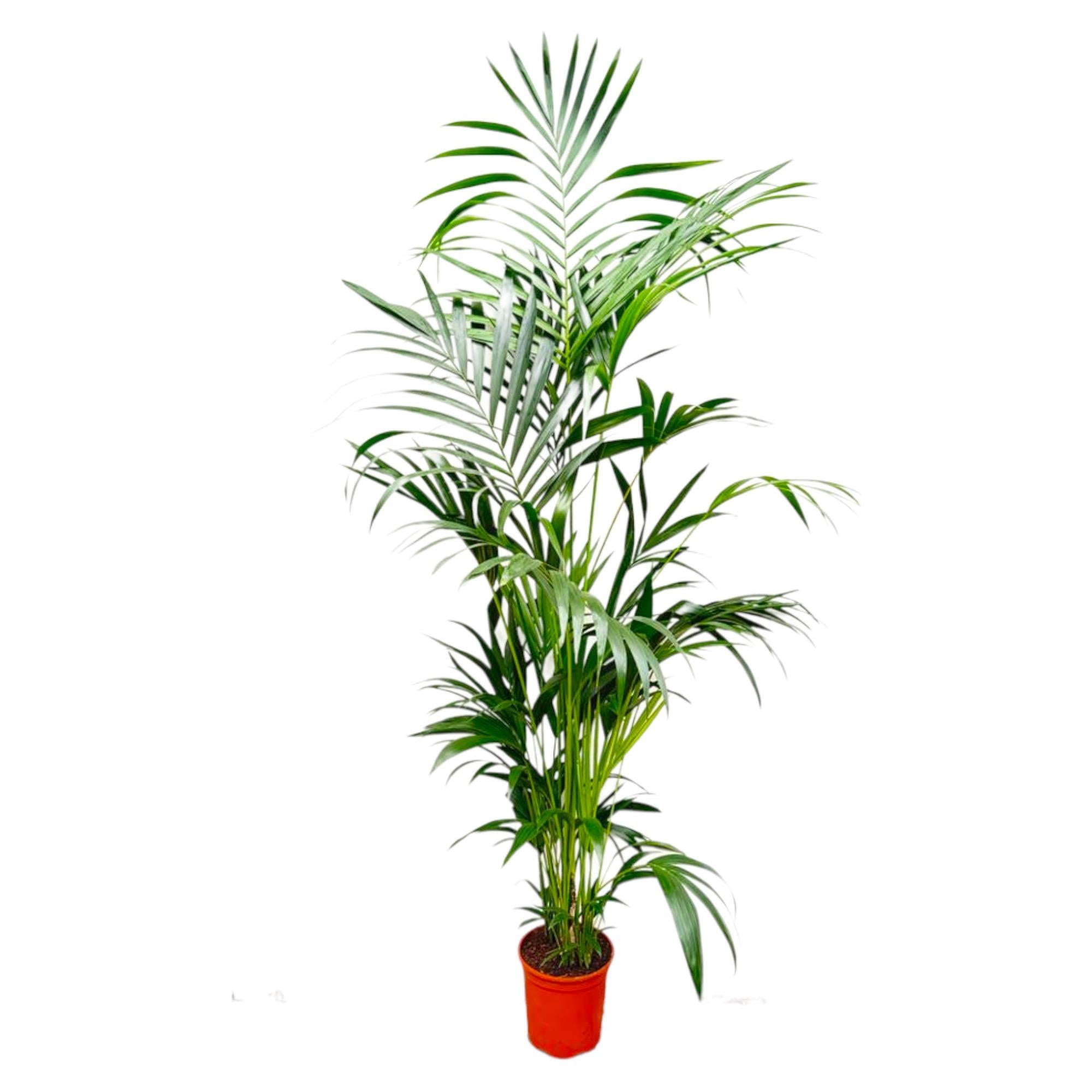 Kentiapalm - Kentia Palm - Ø24cm - ↕200cm