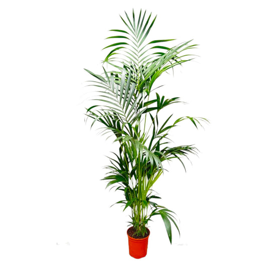 Kentiapalm - Kentia Palm - Ø24cm - ↕200cm