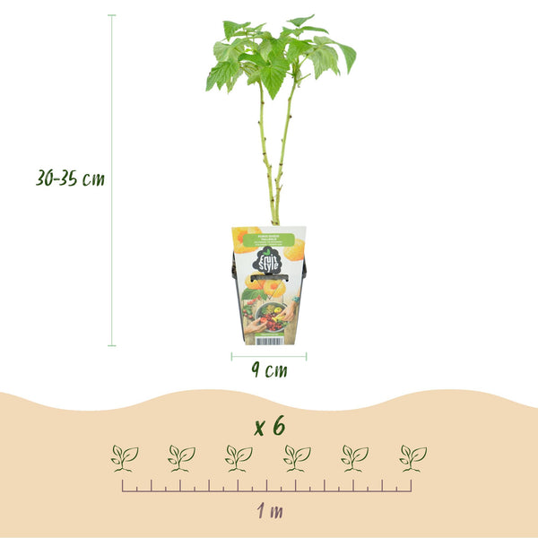 Frambozenplant - Rubus idaeus Fallgold - Ø9cm