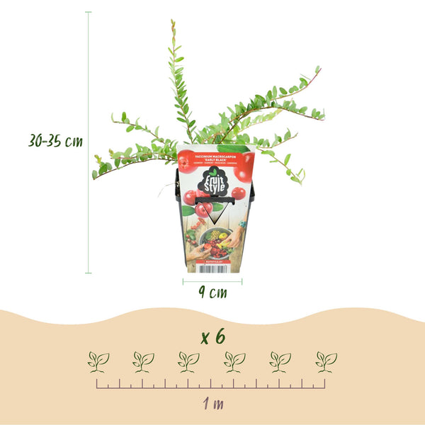 Bosbes - Vaccinium macrophylla Early Black - Ø9cm
