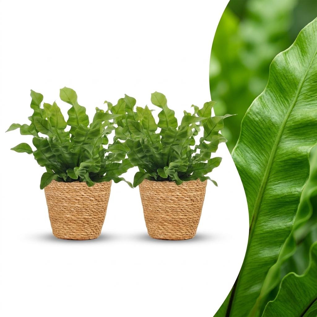 2x Tongvaren - Asplenium Crispy Wave - incl. mand - Ø12cm - ↕30cm