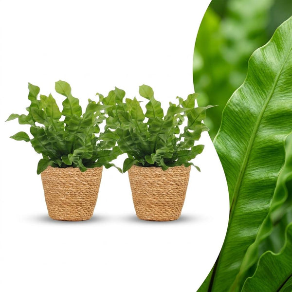 2x Tongvaren - Asplenium Crispy Wave - incl. mand - Ø12cm - ↕30cm