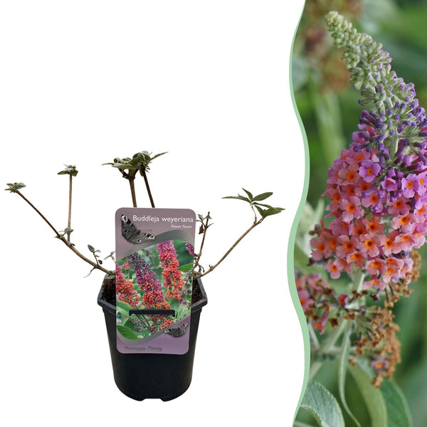 Vlinderstruik - Buddleja davidii 'Flower Power' - oranje en paars - Ø17cm - ↕30cm