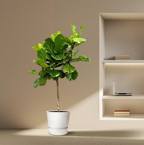 Vioolbladplant - Ficus lyrata - Ø40cm - ↕200cm