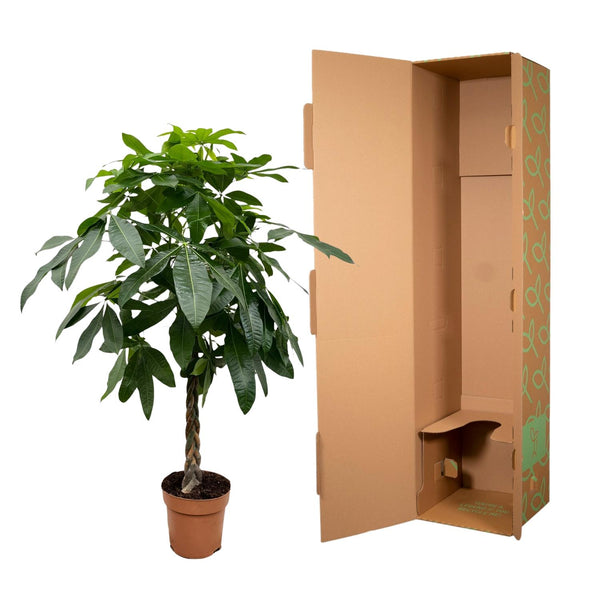 Geldboom - Pachira aquatica - Ø27cm - ↕150cm