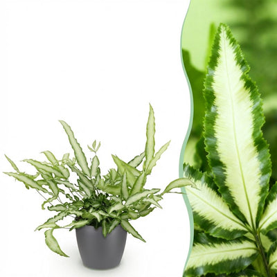 Lintvaren - Pteris cretica 'Albolineata' - incl. sierpot grijs - Ø12cm - ↕20cm