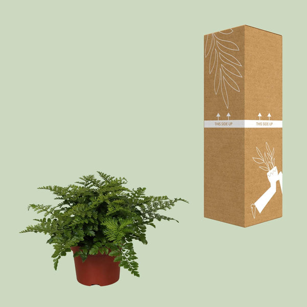 Tongvaren - Asplenium Parvati - Ø12cm - ↕25cm