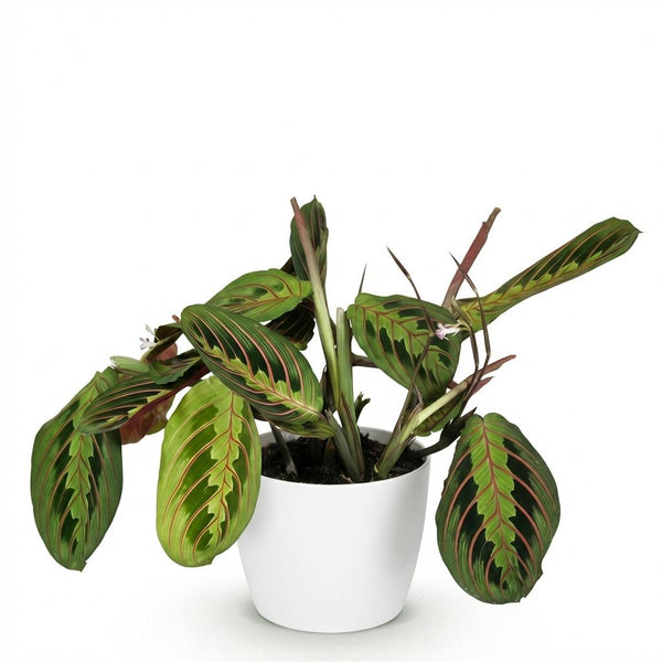 Gebedsplant - Maranta Fascinator Tricolour - Ø12cm - ↕25cm