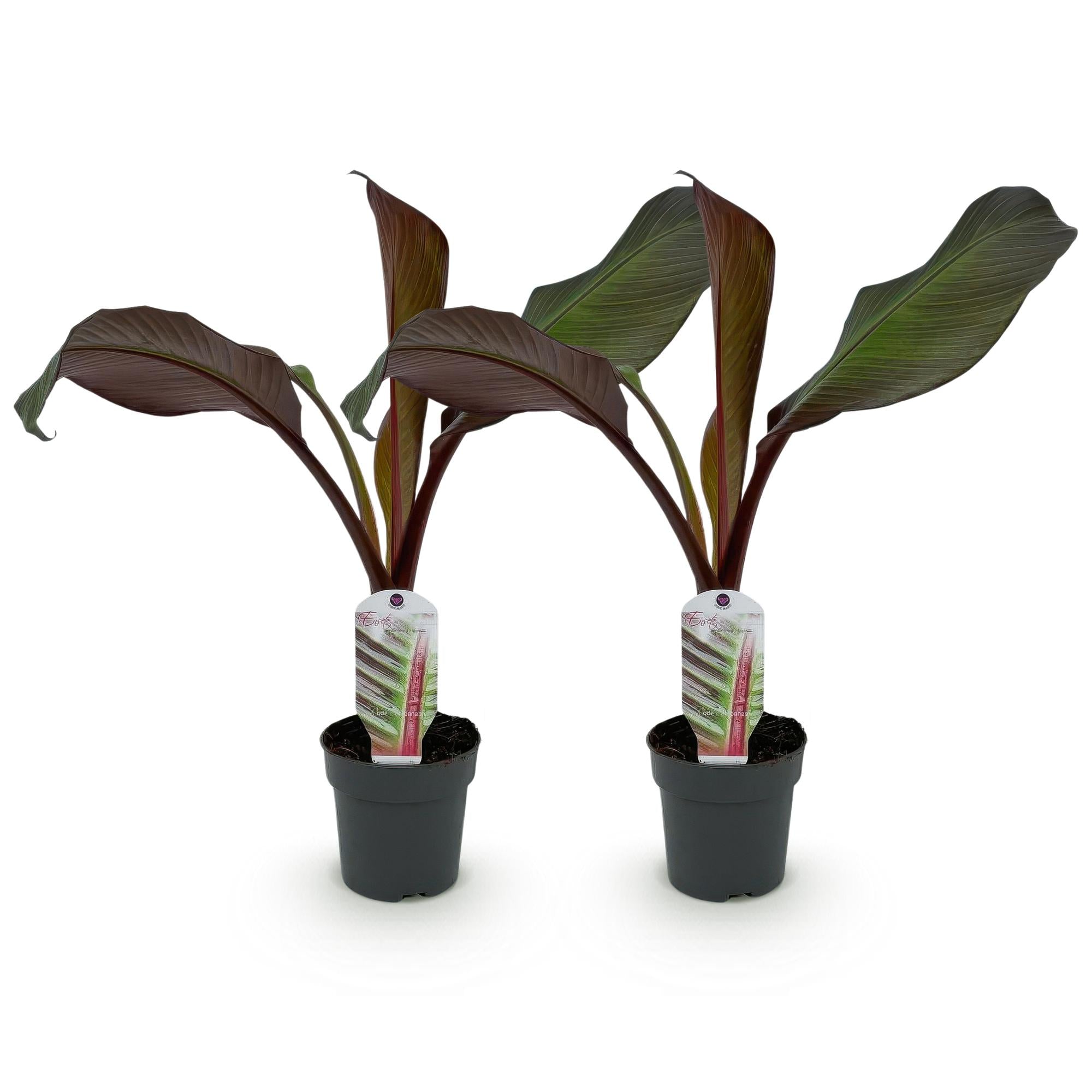 Bananenplant - Ensete ventricosum Maurelli - Ø12cm - ↕30cm