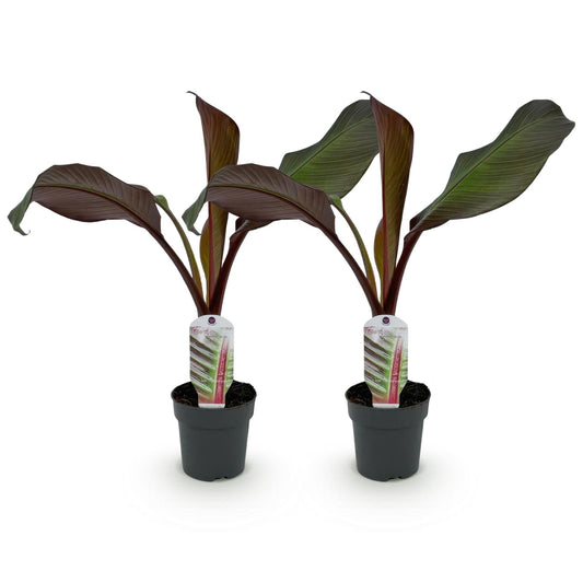 Bananenplant - Ensete ventricosum Maurelli - Ø12cm - ↕30cm