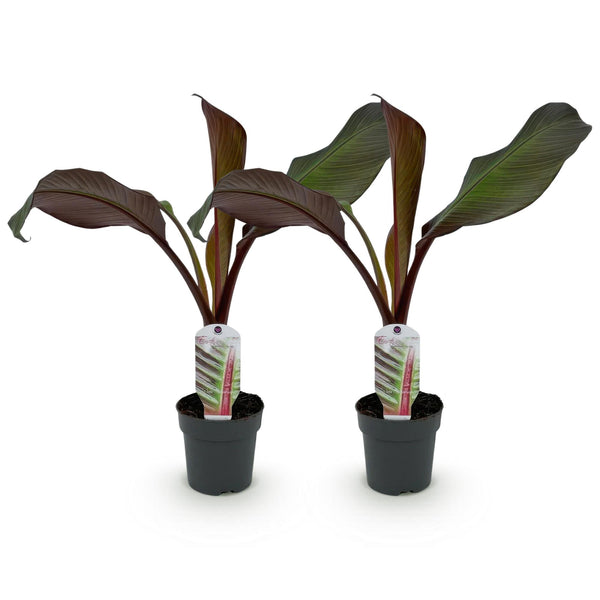 Bananenplant - Ensete ventricosum Maurelli - Ø12cm - ↕30cm