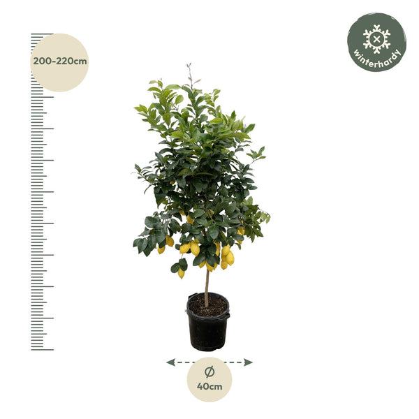 Citroenboom - Citrus Lemon - Ø40cm - ↕200cm