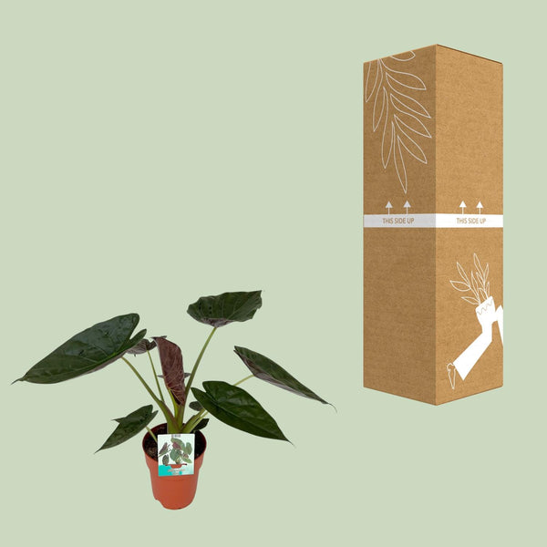 Olifantsoor - Alocasia Wentii - Ø19cm - ↕85cm