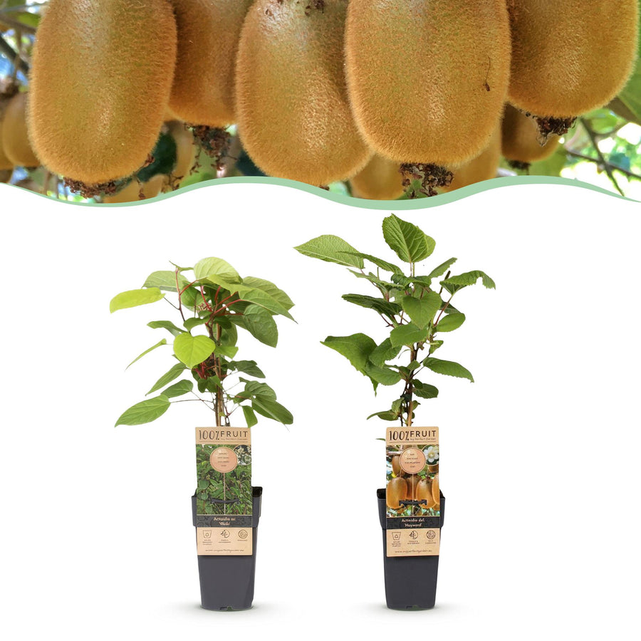 Kiwiplant - Actinidia Weiki & Hayward - Ø15cm - ↕50cm